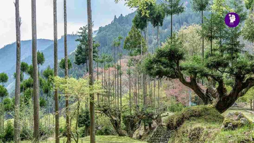 comparison between ordinary cedar tree and Daisugi Tree