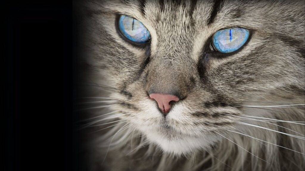 International Cat Day - Wisdom Imbibe