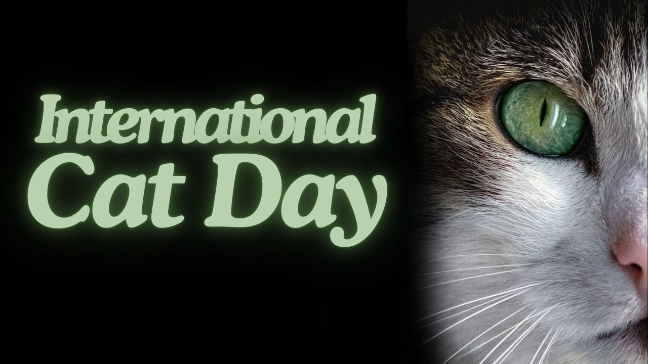 International Cat Day - Wisdom Imbibe
