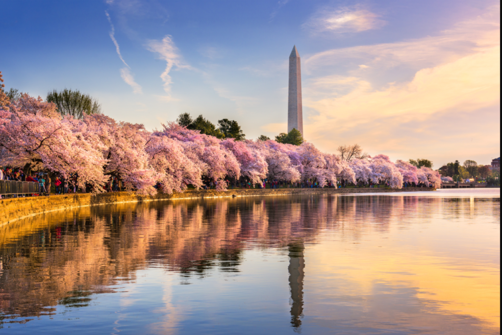 National Cherry Blossom Festival: A Celebration of Spring.