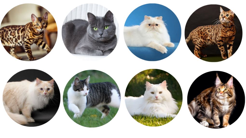 Cats