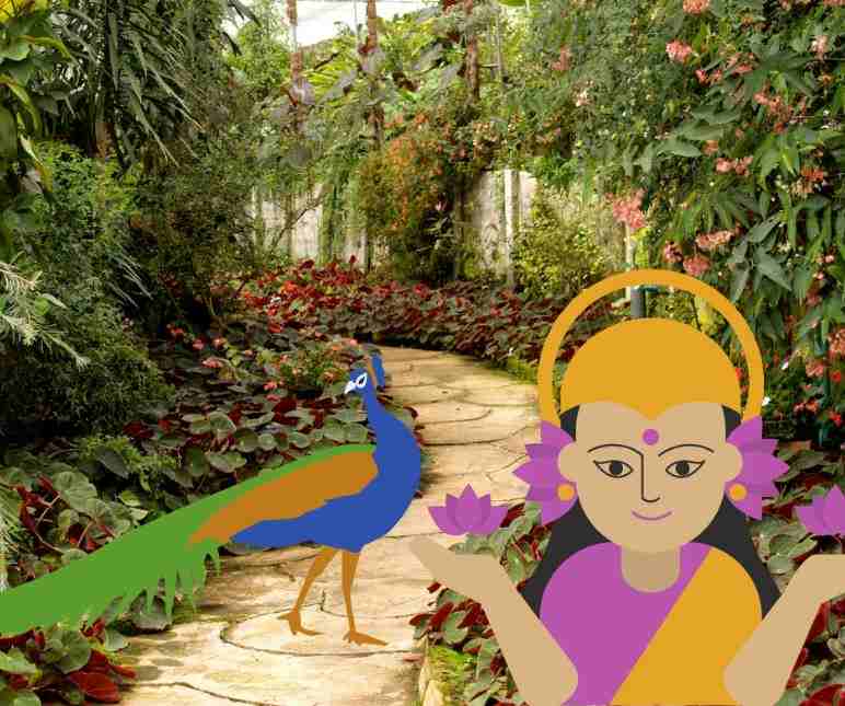 Peacock complains to the goddess
