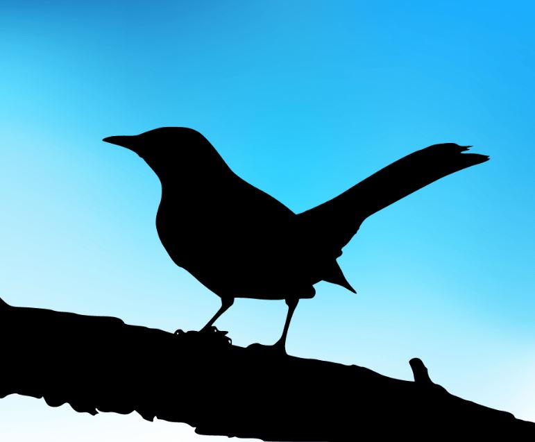 cuckoo pic