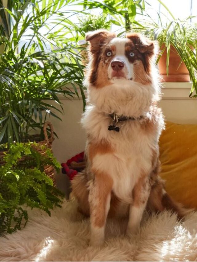 5 Home Decor Plants that are Harmful to your pet Dog.