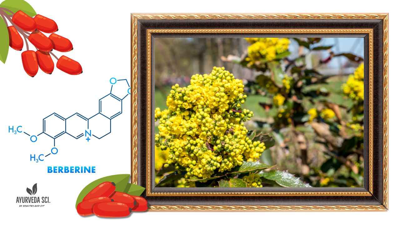 Is Berberine the no.1 Natural Hack to Slash Blood Sugar, Melt Fat, and Boost Heart Health Overnight?