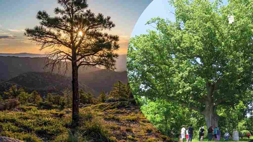 Sacred Oak Flat Land